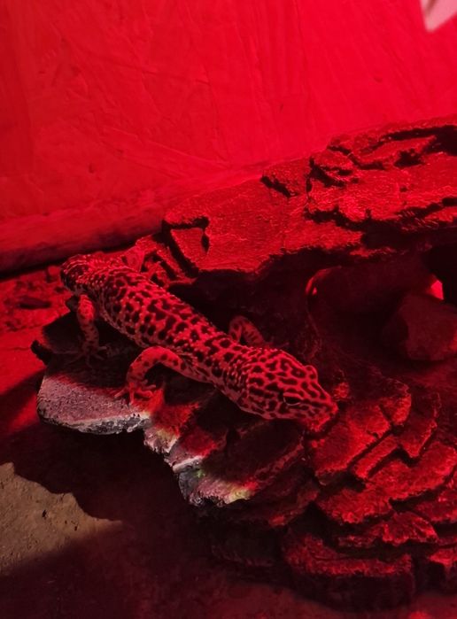 Gekon Lamparci wraz z terarium.