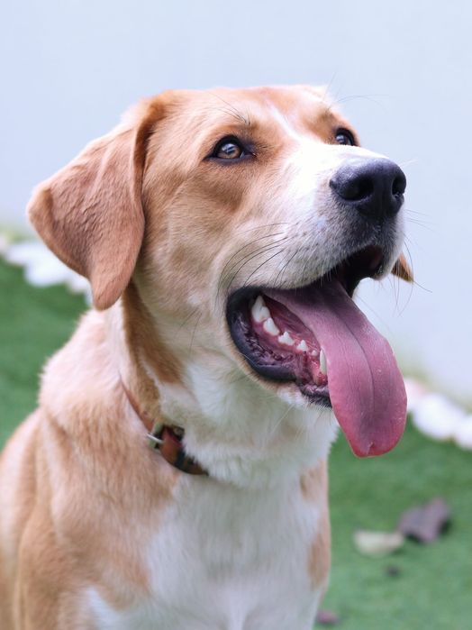 Sessões  Fotográficas  para Cães