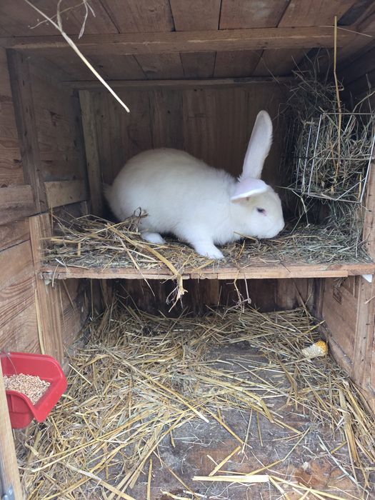 Króliki w różnym wieku i maści