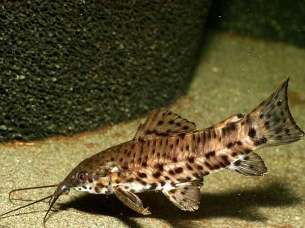 Kiryśnik czarnoplamy (Megalechis thoracata) WYSYŁKA AKWAWIN
