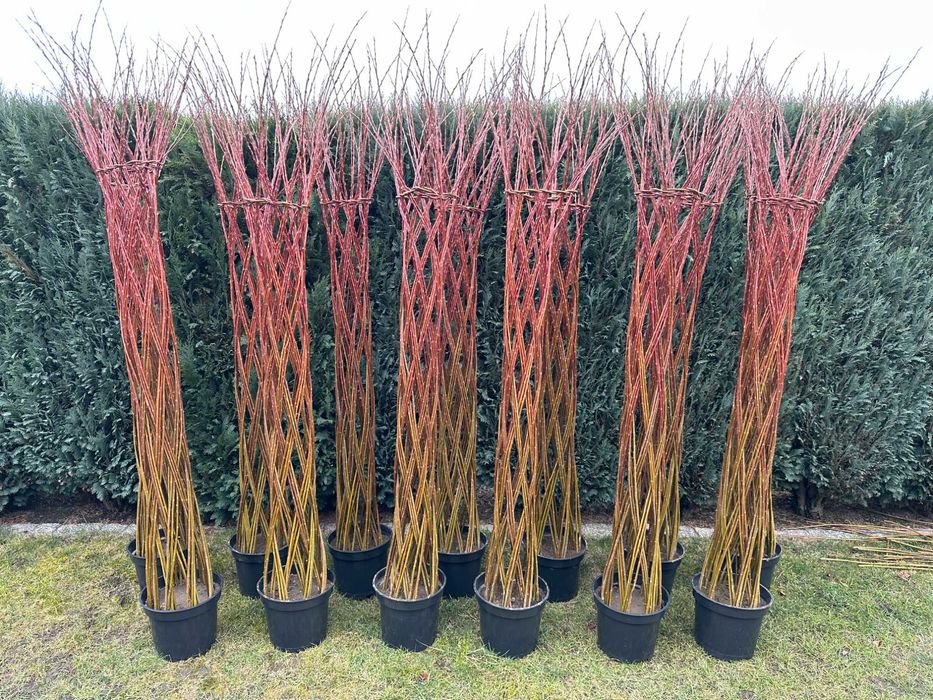 Wierzba pleciona 2 metry, drzewko ozdobne do ogrodu