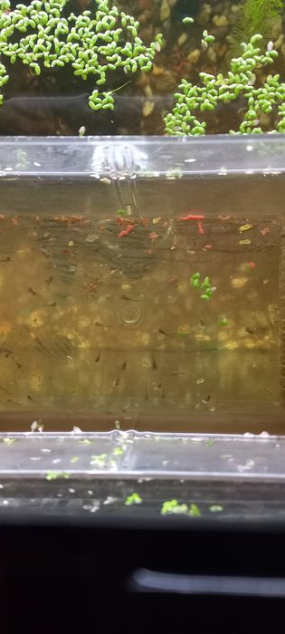 Crias de guppys  XXL criação propria  SUPER RESISTENTE