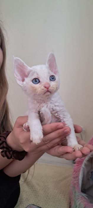 Koteczka devon rex niebieskooka