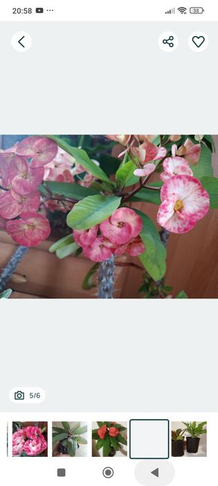 Молочай Міля еуфорбія