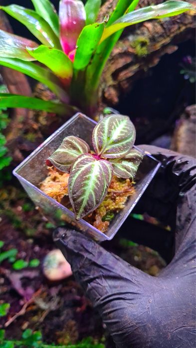 Rośliny do terrarium, paludarium, wiwarium