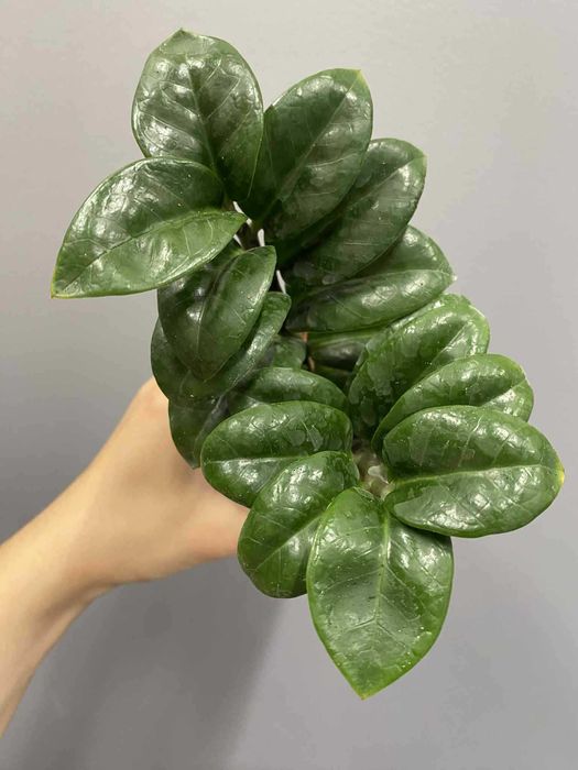 Zamioculcas Zenzi  Doniczka 9 cm