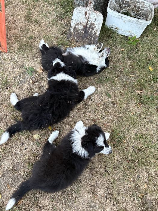 Border Collie czarno biala suczka