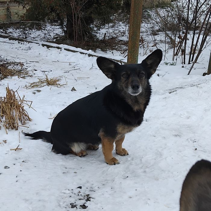 Їм дуже потрібен дім!