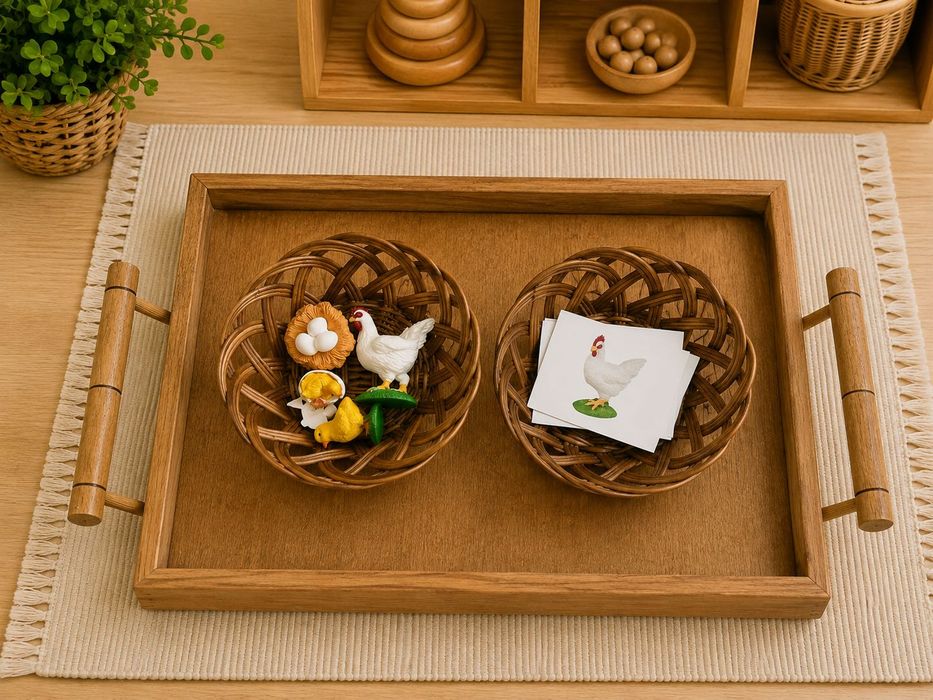 Ciclo de Vida - Galinha - Montessori