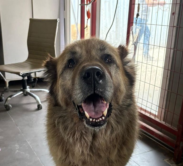 Aslan - piesek do adopcji stałej lub do domu tymczasowego