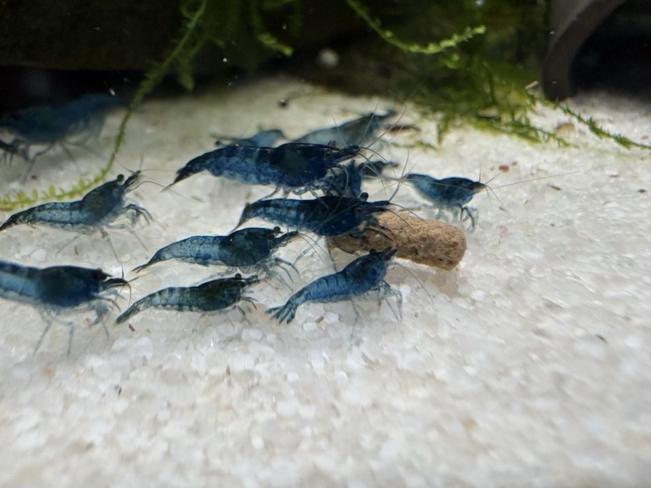 Krewetki Blue  Velvet