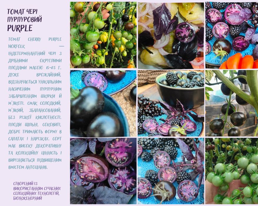 Розсада томату фіолетового чері суперврожайного