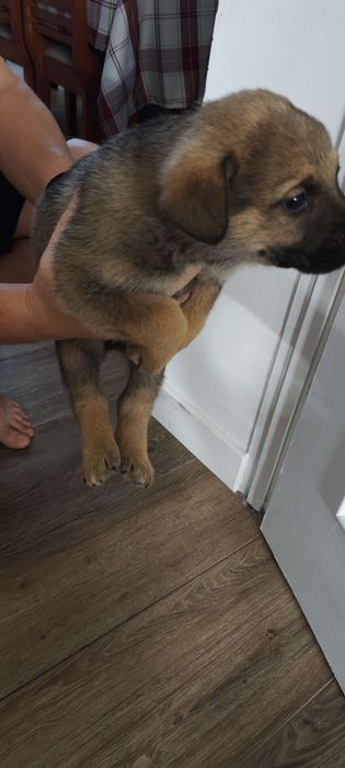 Віддам в хороші руки цуценя, песика