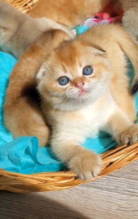 Ласковые малыши золотая шиншилла,  ручные