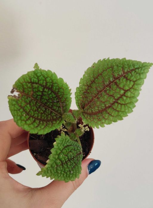 Pilea Moon Valley