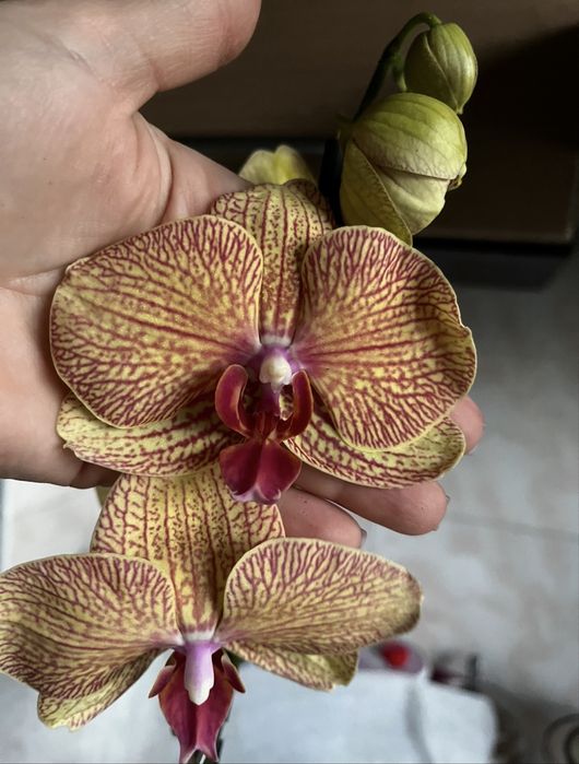 Орхидея фаленопсис суюки единорог биглип