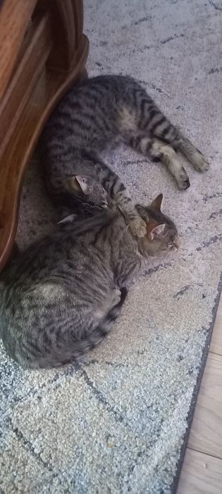 Oddam kotki w dobre ręce.