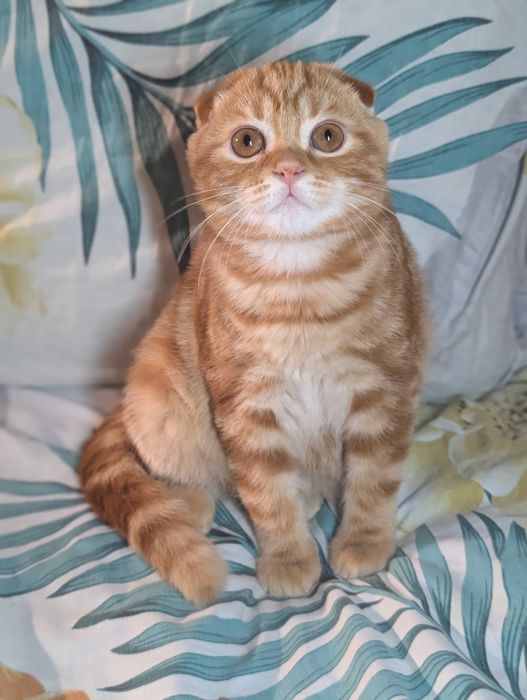Шикарний шотландський котик