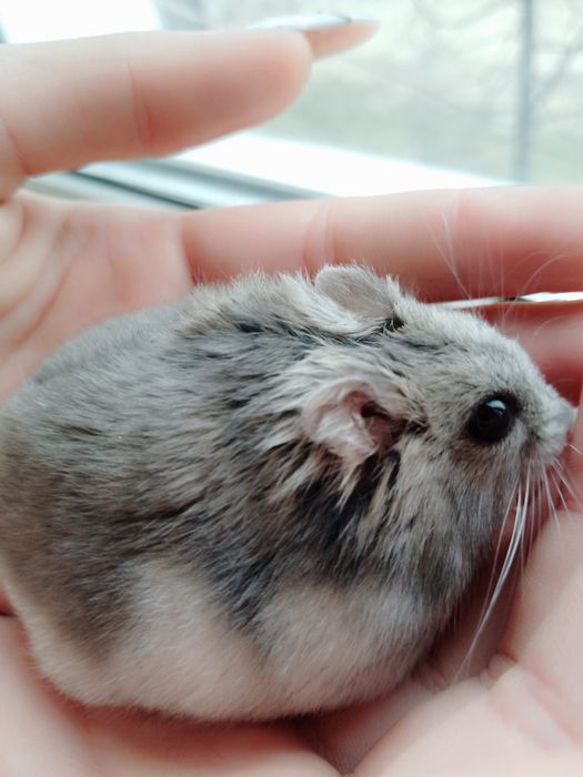 Хом'як джунгарський