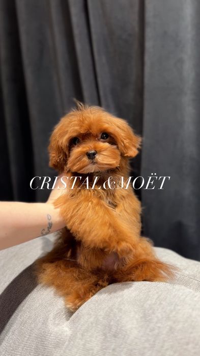 Эксклюзивный Мальчик Кавапу(мальтипу)Китай,супермини!6месяцев-1кг