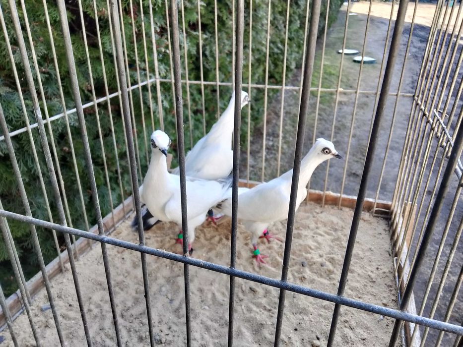 Wiedeńskie Białe Młode (2025)