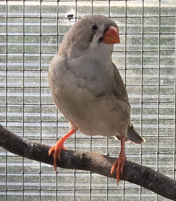 Zeberki australijskie /amadyny zebrowate/domowe ptaszki