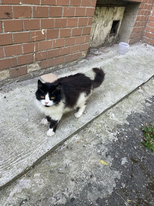 Котик безкоштовно