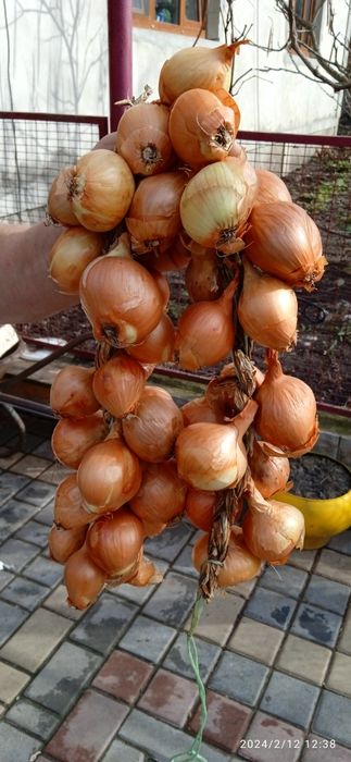 Корчуля кущівка шалот цибуля на посадку в наявності садиться як навес