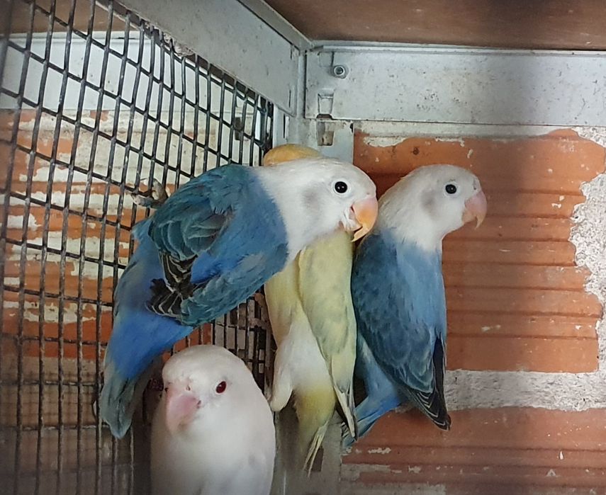 Agapornis fischers para cedência.