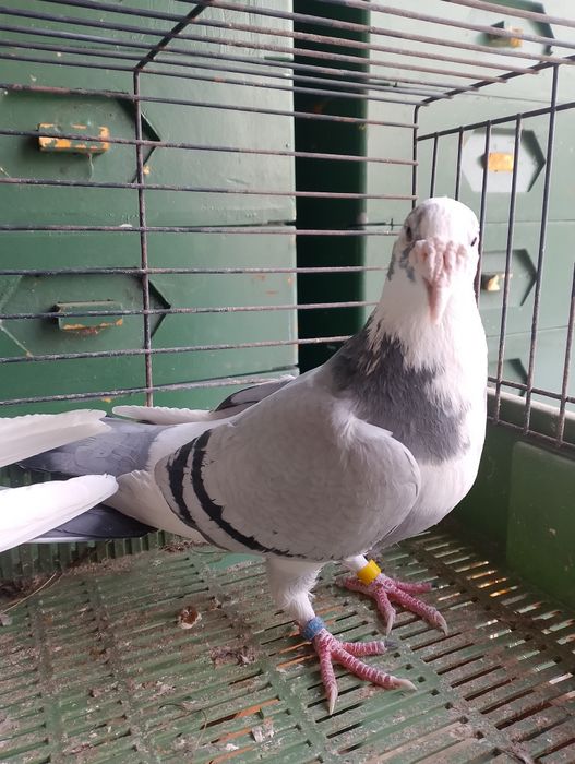 Sprzedam gołębie staropolskie para parzysta