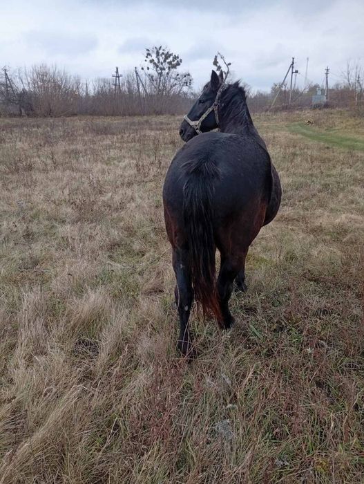 Продам пару кобил