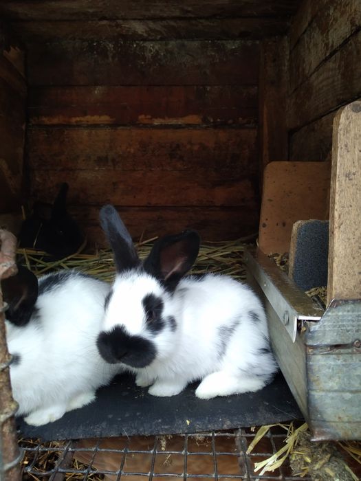 Продаю кроликів!Різних порід.