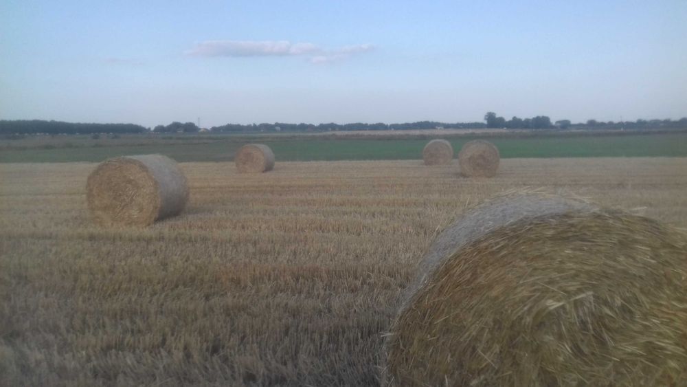 Słoma z pszenżyta 15 ha