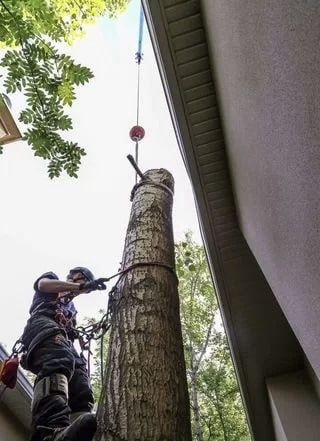 Зрізання дерев, Обрізка, Кронування, Валка,Розпил на дрова