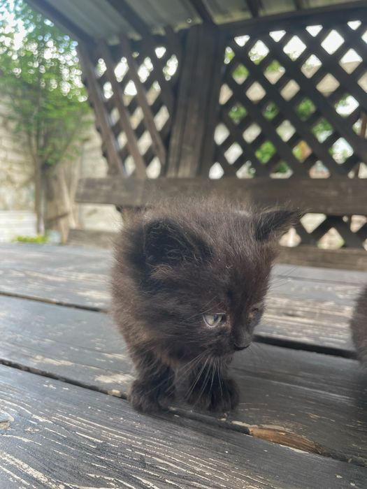 Котики. Кошенята. Кіт.