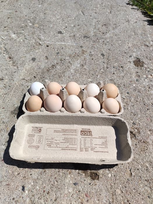Jajka wiejskie, wolny wybieg