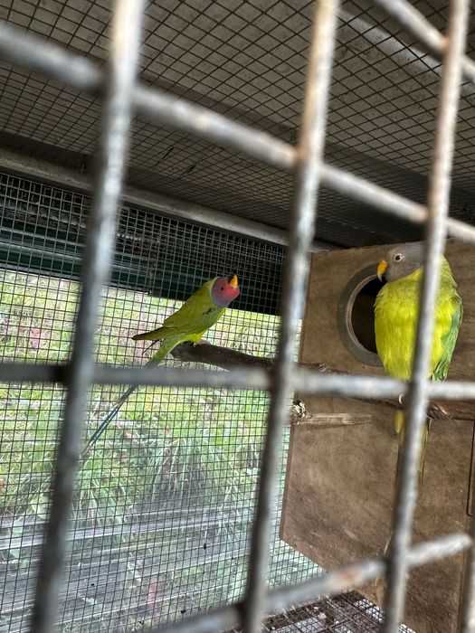 Aves cabeça de Ameicha