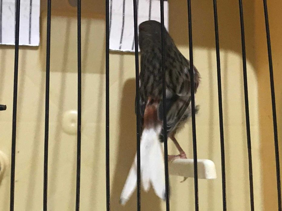 canário arlequim português