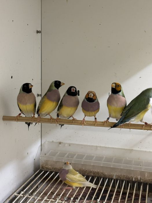 Diamantes gould d