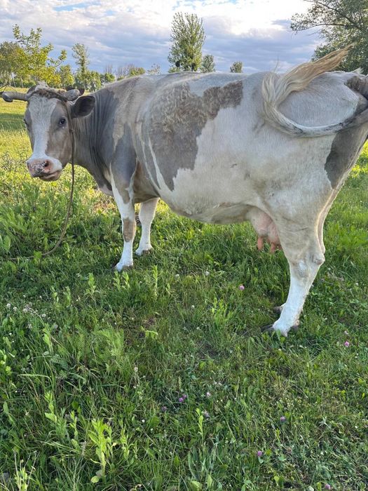 Продам корову.