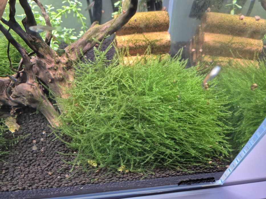 Musgo de Java bem tratado