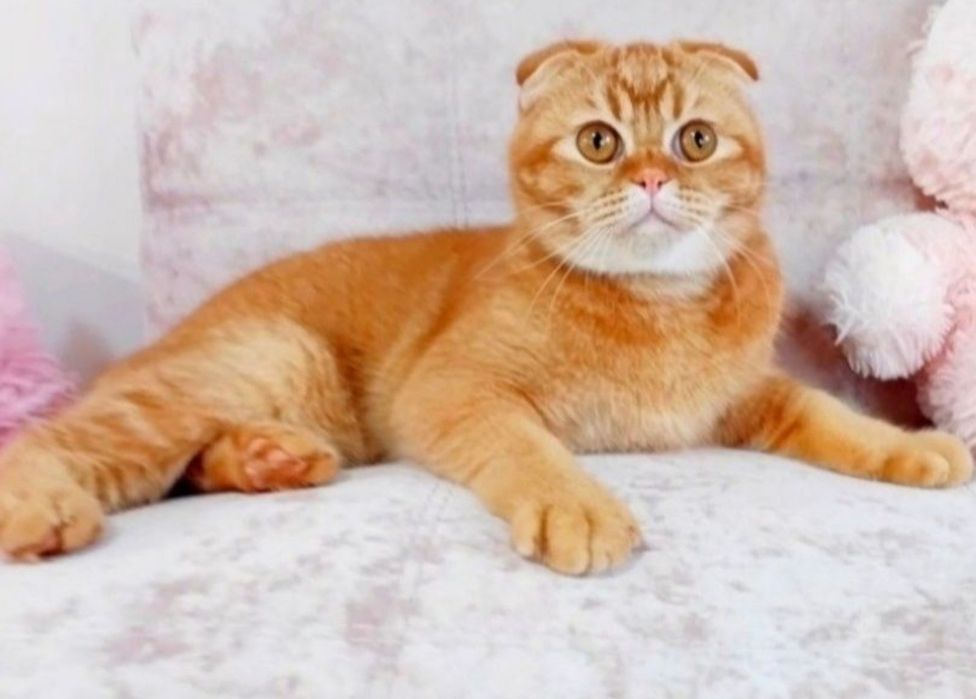 Шотландський хлопчик фолдик