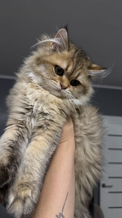 Шукаємо кота Британця на в’язку