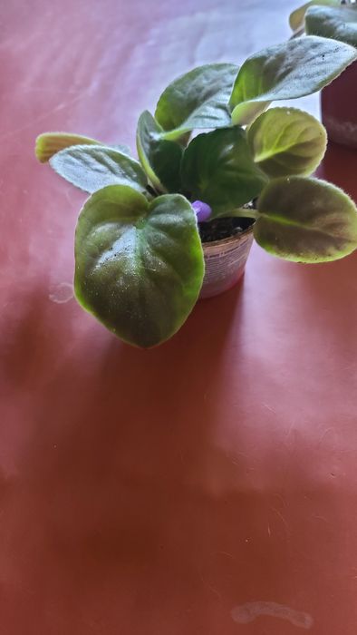 Продам детки фиалок