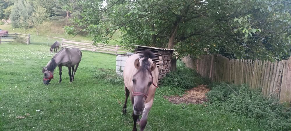 Sprzedam klacz konik polski