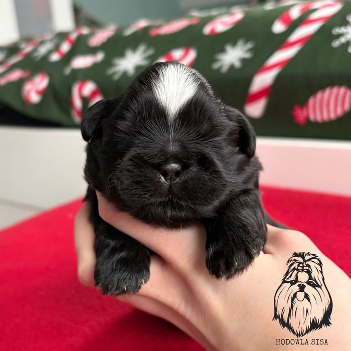 Shih Tzu czarny piesek gen czekoladowy