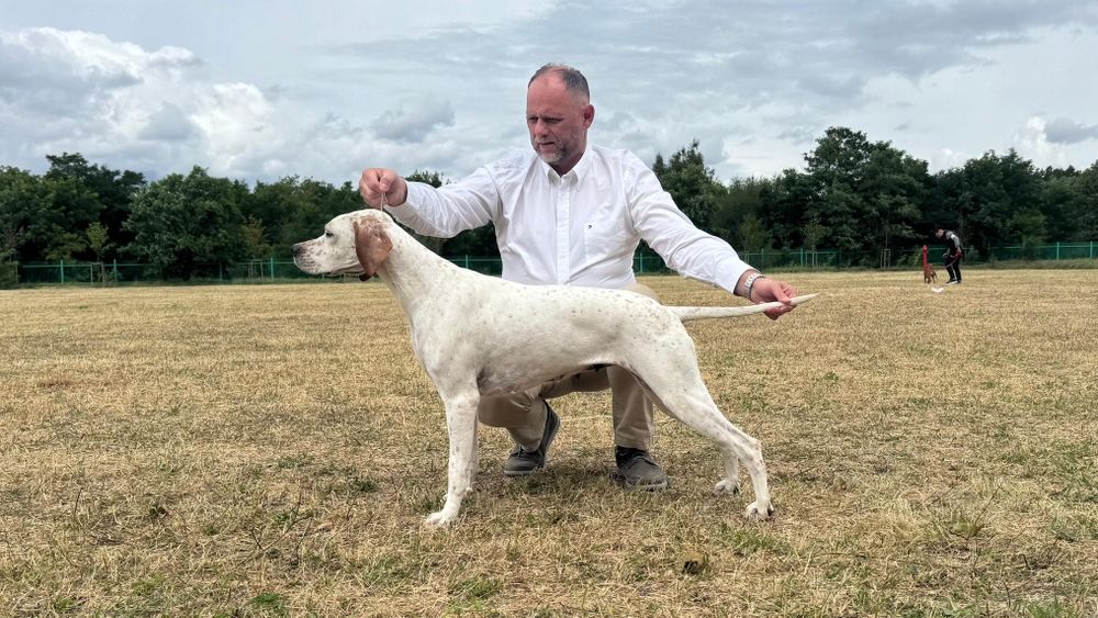 Szczenięta rasy Pointer