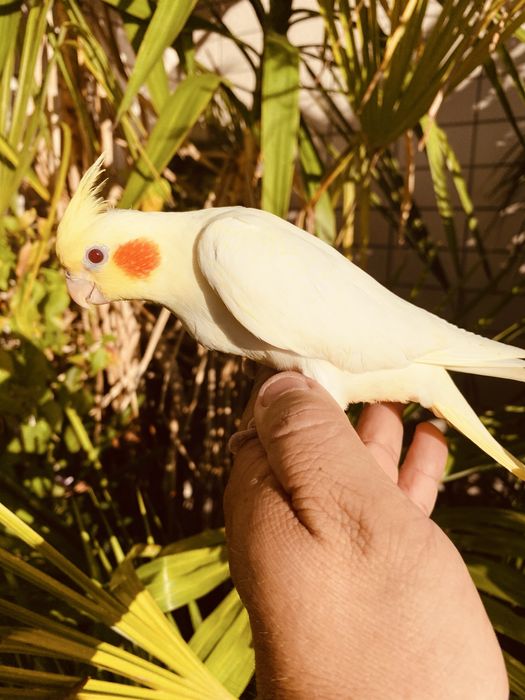 Caturra domesticada lutina grande oportunidade