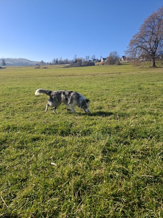 Reproduktor Border Collie