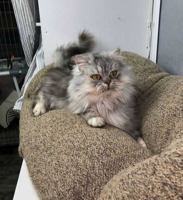 шотландочка кішечка Ліза. Добра, лагідна, але самодостатня цяця.